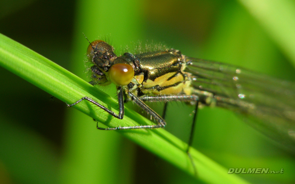 Large Redeye (Young male, Erythromma najas)